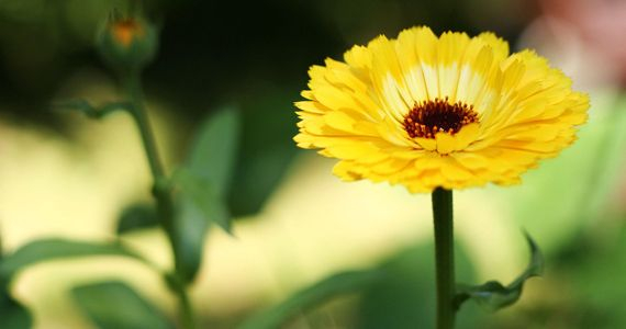 Ognjič - Calendula officinalis L.