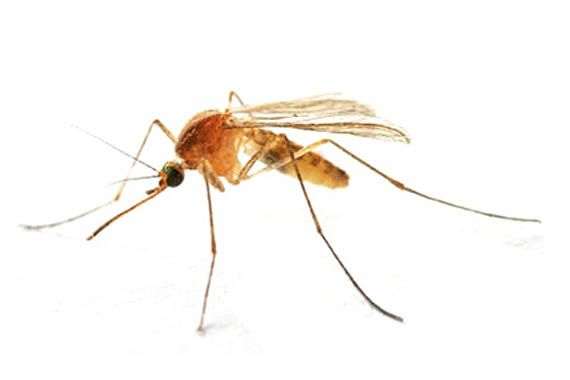 Kako se zaščitimo pred piki insektov?