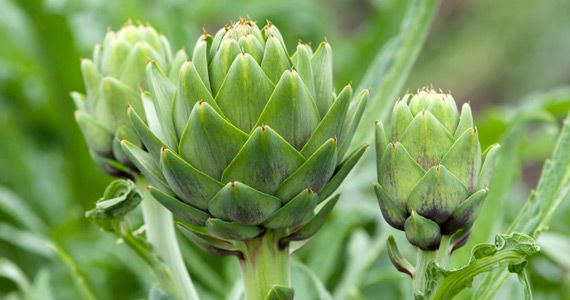 Zanimivosti iz sveta rastlin: Artičoka - Cynara Scolymus