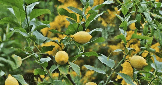 Vitamin C za obraz: 4 prednosti serumov z vitaminom C za obraz
