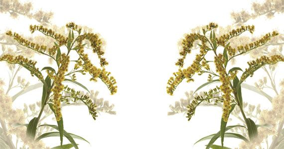 Zanimivosti iz sveta rastlin: Zlata rozga - Solidago virgaurea