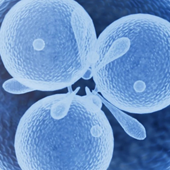 Tribioma – prebiotični kompleks